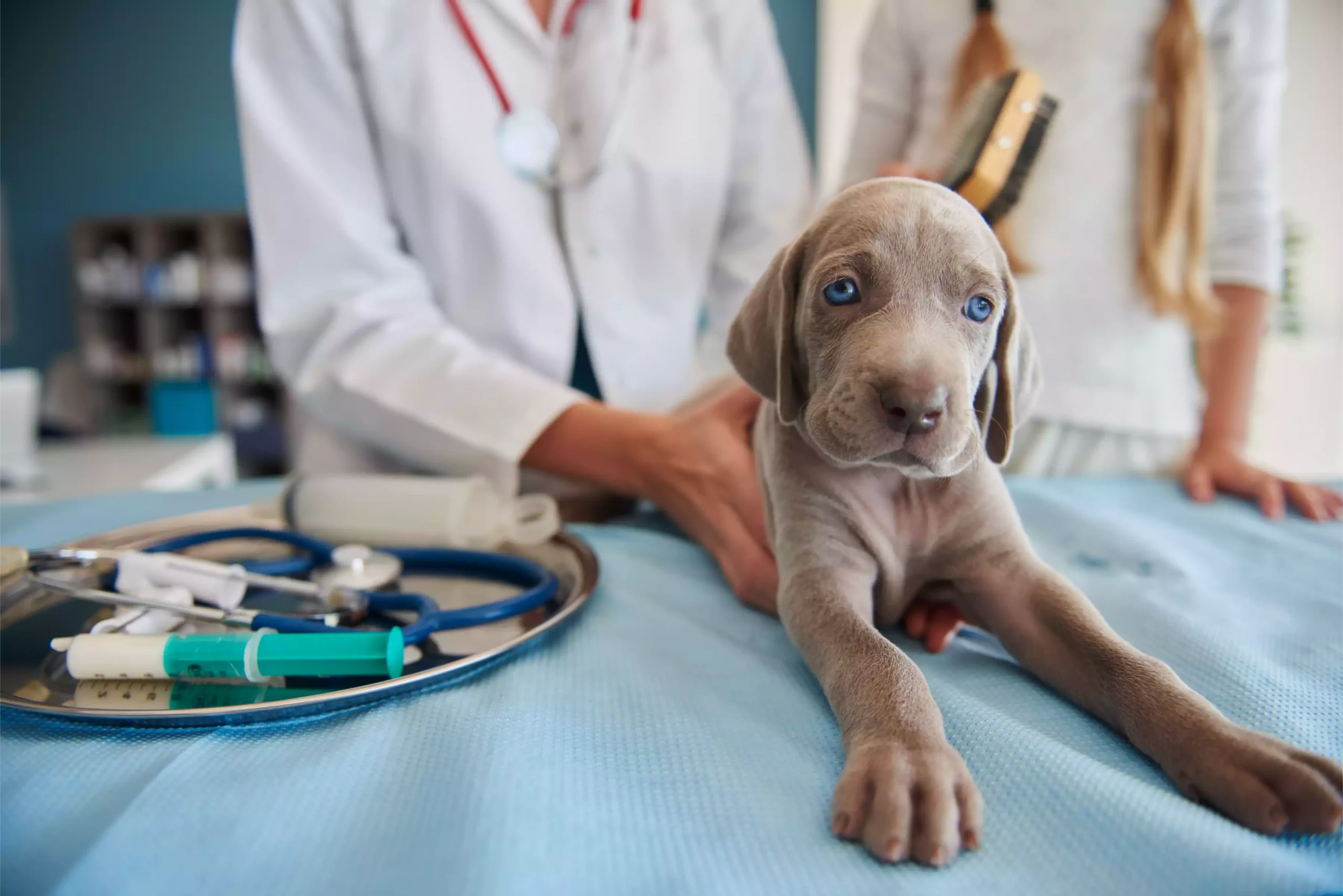 veterinario revisando mascota