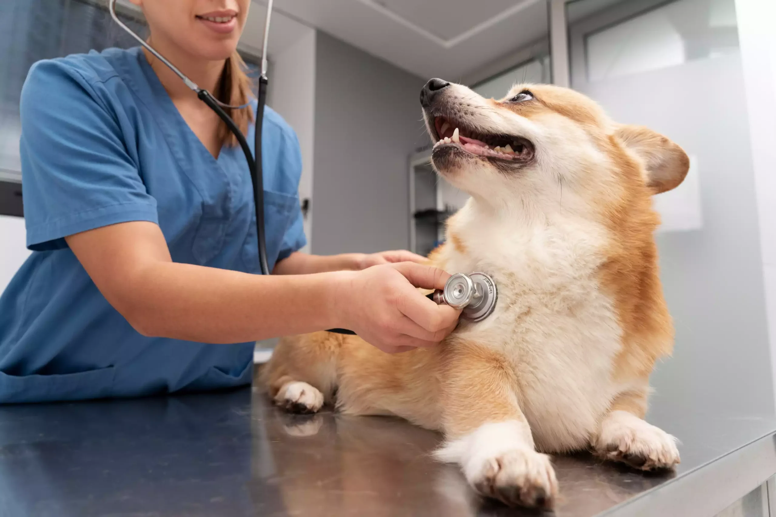 veterinario revisando mascota