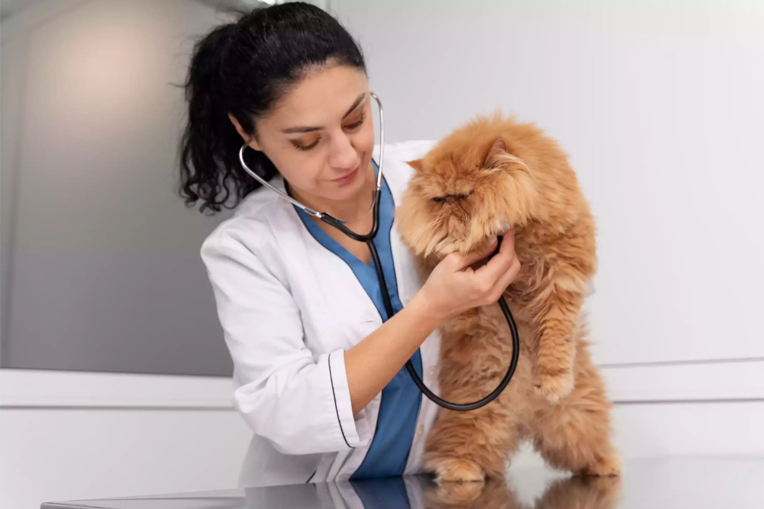 veterinario revisando mascota