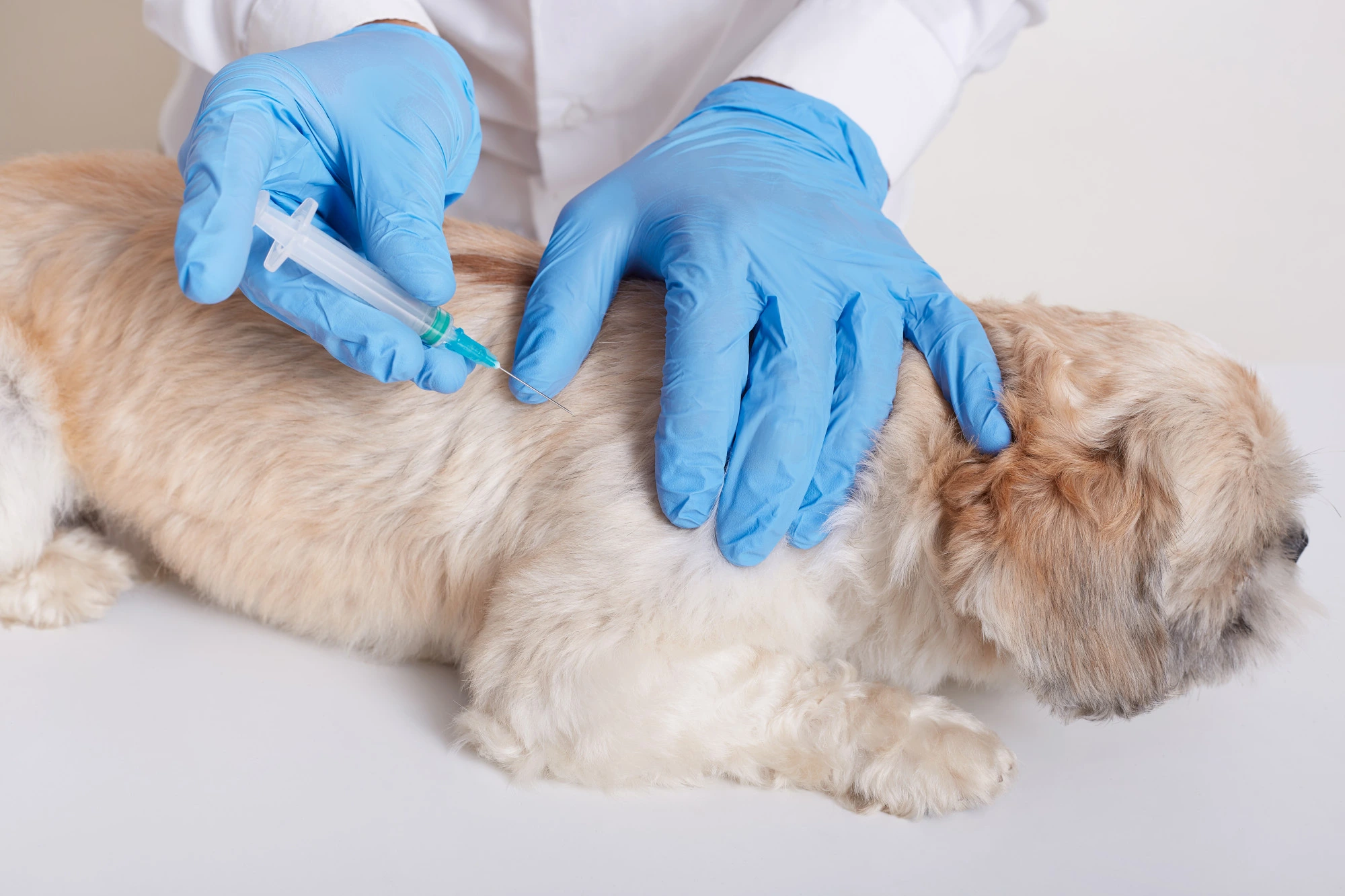 10518 11Zon | CLINICA VETERINARIA VETOLOGY SL