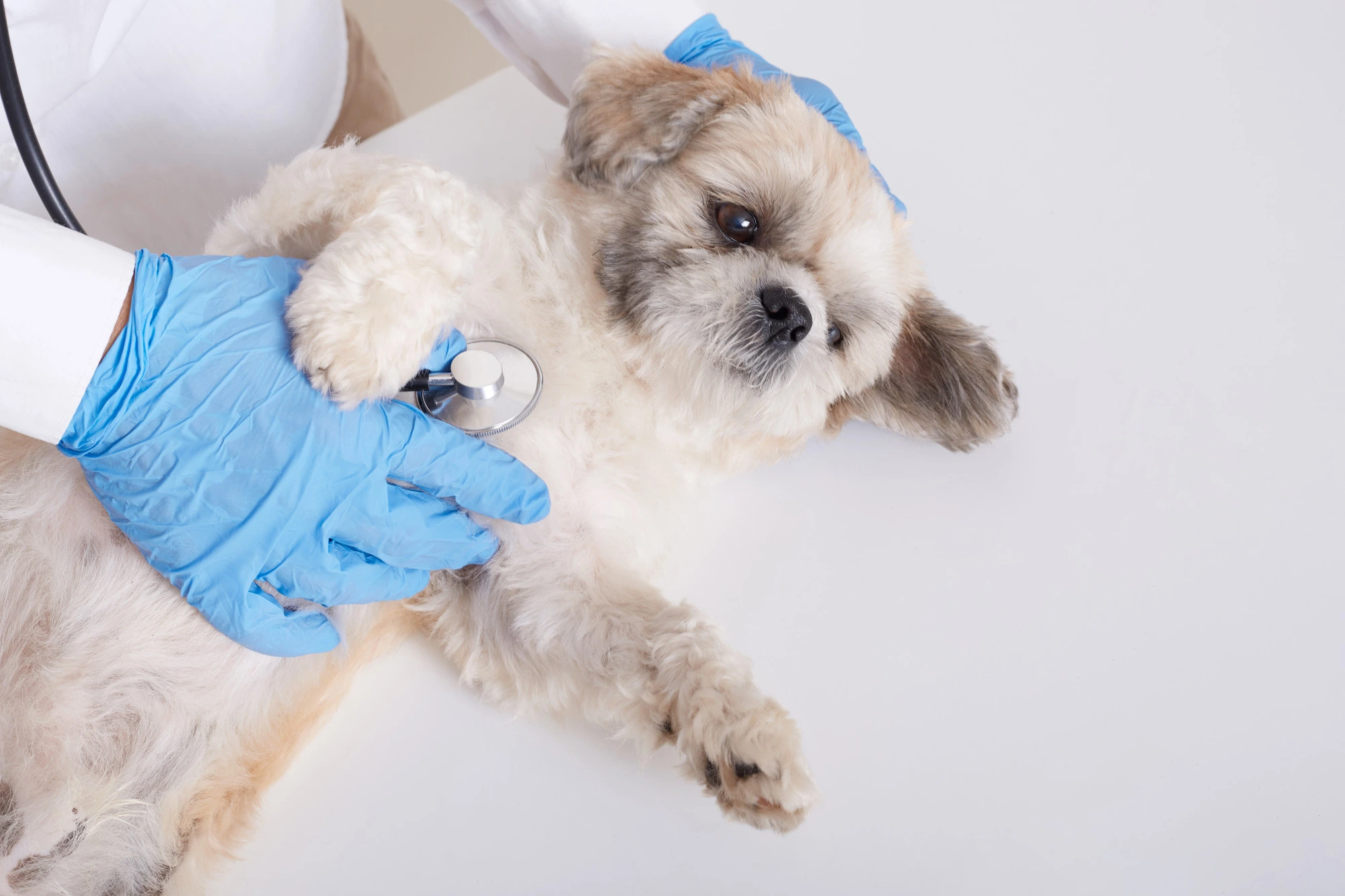 10522 11Zon | CLINICA VETERINARIA VETOLOGY SL