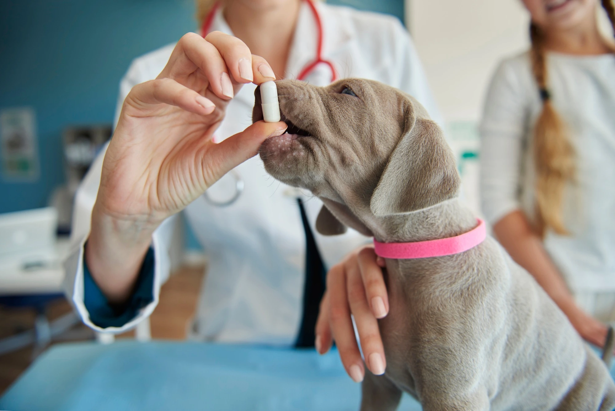 14493 11Zon | CLINICA VETERINARIA VETOLOGY SL