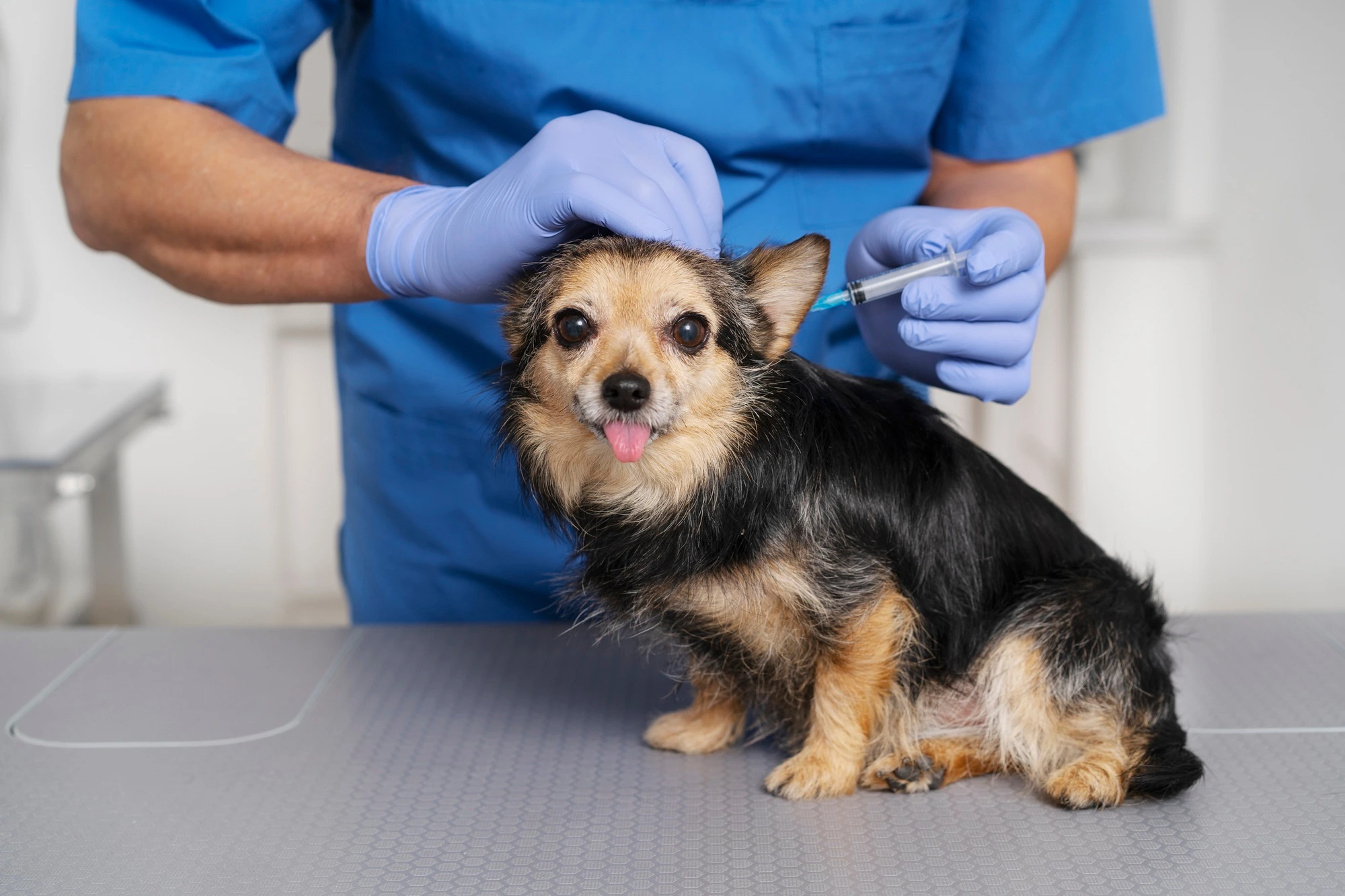 2149267878 11Zon | CLINICA VETERINARIA VETOLOGY SL